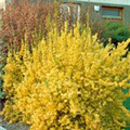 Forsythia x intermedia 'Lynwood Gold'