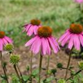 Echinacea purpurea 'Kim´s Knee High'®