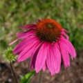 Echinacea purpurea 'Red Knee High'®