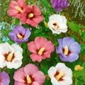 Hibiscus syriacus 'Tricolor'