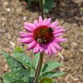 Echinacea purpurea 'Little Magnus'®