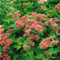 Eupatorium purpureum