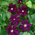 Clematis 'Warszawska Nike'