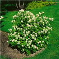 Fothergilla major