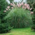 Cortaderia selloana 'Rosea'