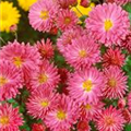 Chrysanthemum x grandiflorum 'Jimmy Spoon'