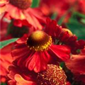 Helenium 'Ruby Tuesday'®