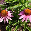 Echinacea purpurea 'Mistral'®