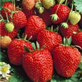 Fragaria 'Cupido'®