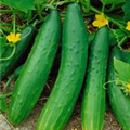 Cucumis sativus 'Riesen Schäl'