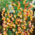 Cytisus scoparius 'Apricot Gem'