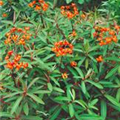 Euphorbia characias 'Forescate'