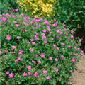 Geranium x oxonianum 'Rosenlicht'