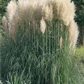 Cortaderia selloana 'Sunningdale Silver'