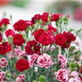 Dianthus caryophyllus 'Perfume Pinks'®