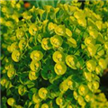 Euphorbia characias var. wulfenii