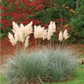 Cortaderia selloana 'White Plume'