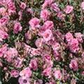 Helianthemum cultorum 'Cerise Queen'