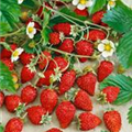 Fragaria vesca 'Hummi® Waldfee'