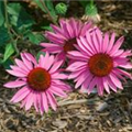 Echinacea purpurea 'Prairie Splendor'®