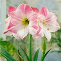 Hippeastrum 'Apple Blossom'