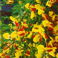 Cytisus scoparius 'Firefly'