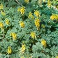 Corydalis lutea