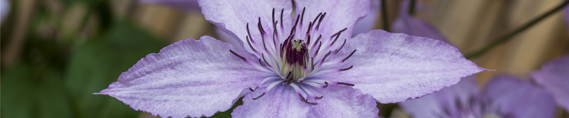 Clematis 'Hagley Hybrid'