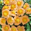 Helianthemum cultorum 'Honeymoon'