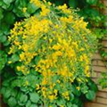 Cytisus scoparius 'Golden Tears'