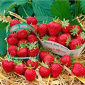 Fragaria vesca 'Mara des Bois'(s)