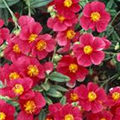 Helianthemum 'Sudbury Gem'