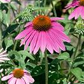 Echinacea purpurea 'Sombrero'®