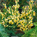 Cytisus scoparius 'Luna'