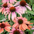 Echinacea purpurea 'Summer Sky'®