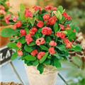 Euphorbia milii