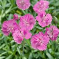 Dianthus gratianopolitanus 'Dinetta'®