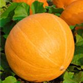 Cucurbita maxima 'Atlantic Giant'