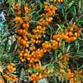 Hippophae rhamnoides 'Friesdorfer Orange'