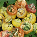 Cucurbita maxima 'Bischofsmütze'