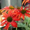 Echinacea purpurea 'Tomato Soup'®