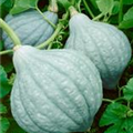 Cucurbita maxima 'Blue Hubbard'