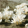 Colchicum autumnale