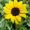 Helianthus annuus 'Suntastic'®