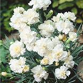 Dianthus plumarius