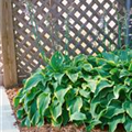 Hosta 'Abba Dabba Do'