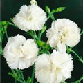 Dianthus plumarius 'Haytor'