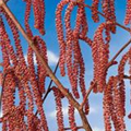 Corylus avellana 'Rotblättrige Zellernuss'