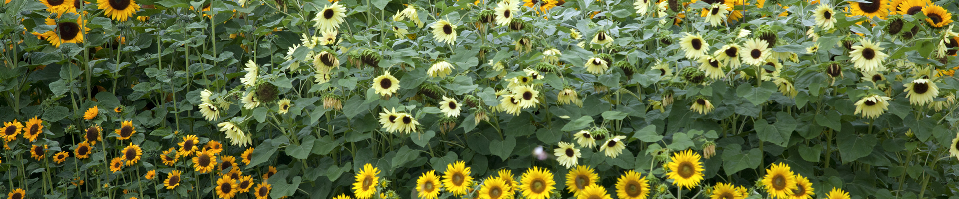 Helianthus annuus