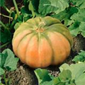 Cucurbita moschata